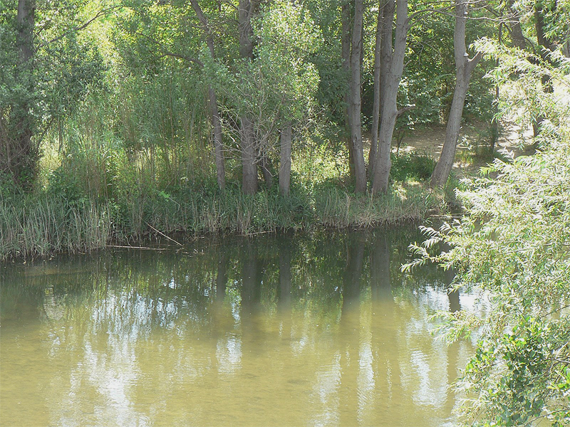 Squalius laietanus Doadrio, Kottelat & de Sostoa, 2007